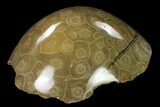 Polished Fossil Coral (Actinocyathus) - Morocco #136294-2